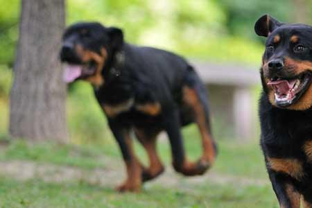 罗威纳犬为啥喜欢小孩