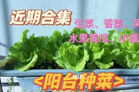 门口种菜有哪些禁忌