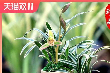 建兰水晶品种大全
