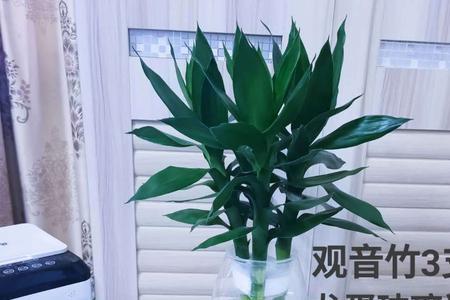 水培观音竹营养液使用方法