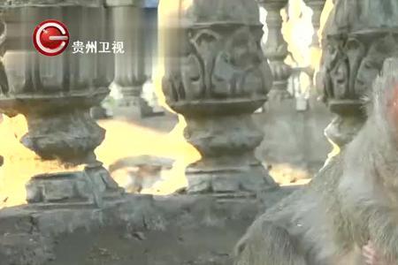 母猴身体构造
