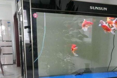 森森380鱼缸适合养什么鱼