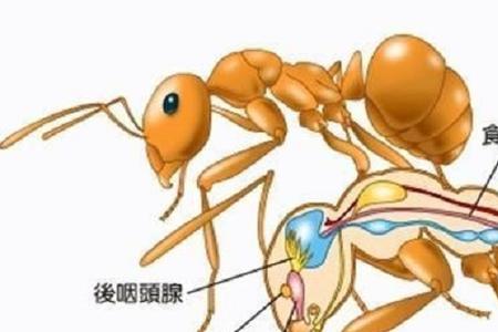 蚂蚁没有空气会一至活着吗