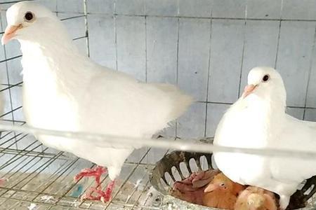 鸽子孵蛋是不是24小时不离开蛋