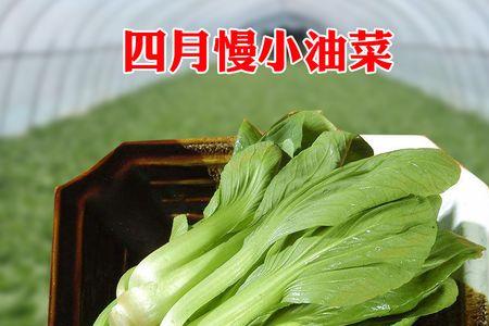德福油2号是大油菜还是小油菜