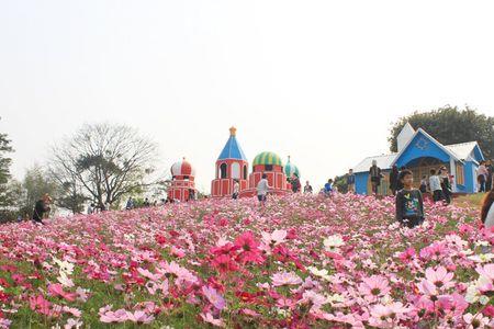 松山湖梦幻百花洲7月有什么花开