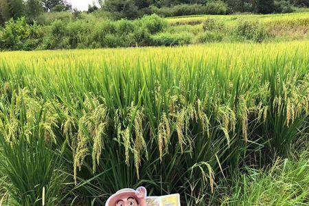 粘性好的水稻品种