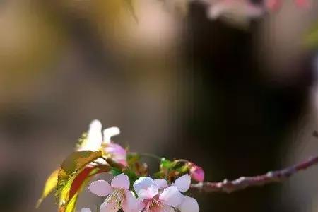 木花争春这首短诗是谁写的