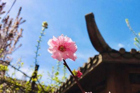 杨柳不语花不误出自
