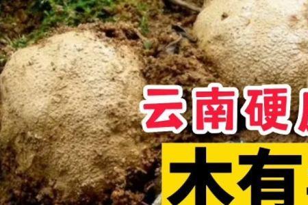 马屁泡菌可以人工种植吗