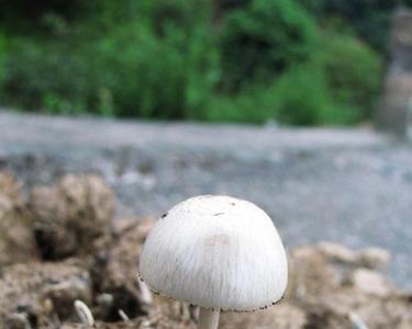 什么是狗尿苔