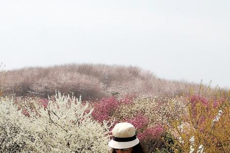 撷一缕花香染一程芳华的意思