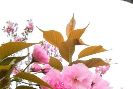 四季芬芳是什么意思