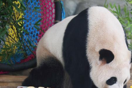 为什么熊猫的蛋糕都是冰块