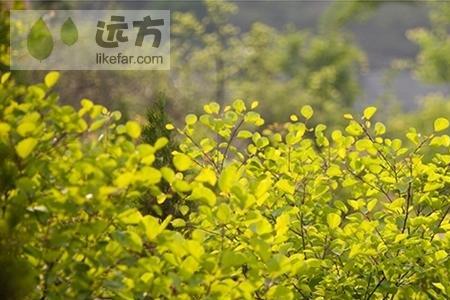 朱凤山风景区值得去吗