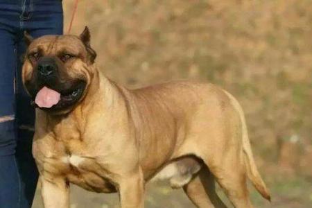 西班牙加纳利犬为什么要裁耳