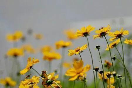 五月芬芳什么意思