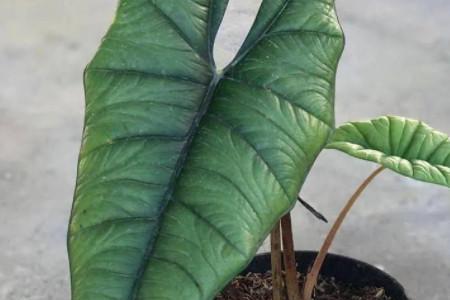龙鳞海芋水培的养护