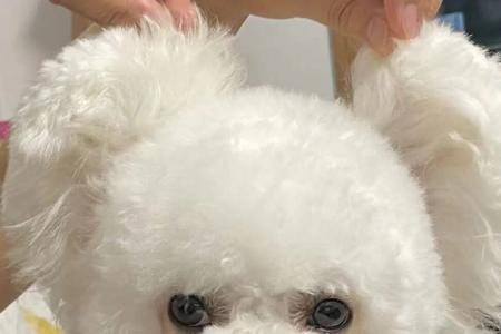 比熊耳朵大是好是坏