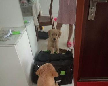 金毛在家里怎么上厕所