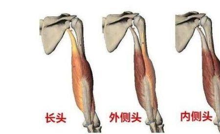 普通人手臂围多少厘米