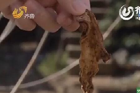 乡巴佬是啥意思