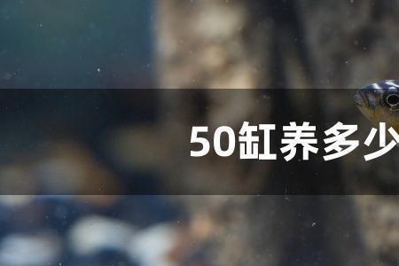 养斑马鱼会越养越多吗