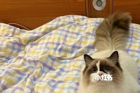 布偶猫开脸小影响后代吗