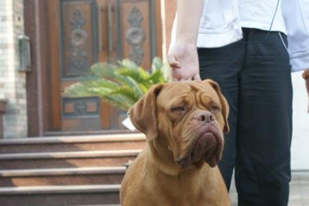 赛级犬和普通犬的区别