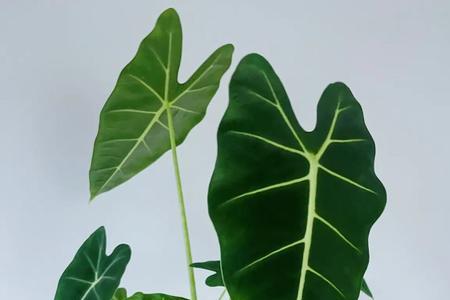 绿海芋的正确养殖方法