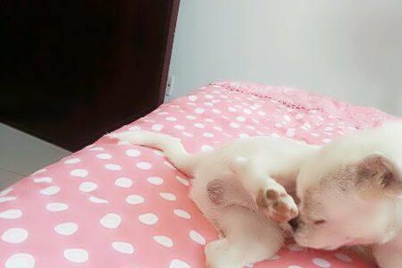 狗狗为什么喜欢舔自己的睡垫