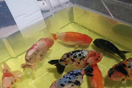 兰寿缩鳍趴缸怎么办