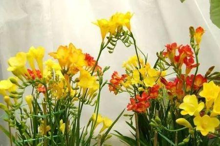 香雪兰几月休眠