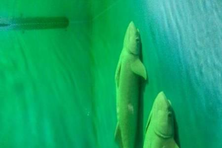 大鱼打桩鱼在水下什么状态