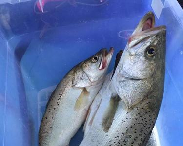 冬天钓鲈鱼钓深还是钓浅