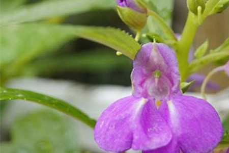 小凤仙花的花语