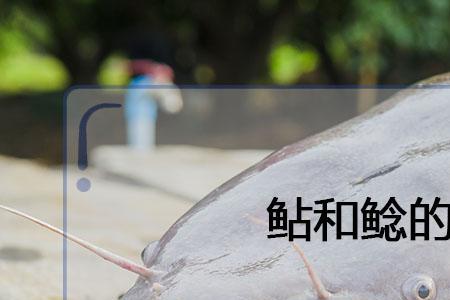 中华鲟与鲶鱼的区别