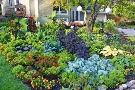 农村庭院种植最佳方案