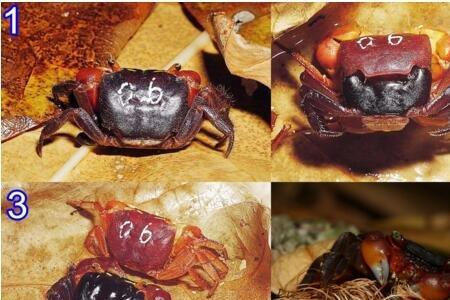 辣椒蟹怎么分辨是死还是脱壳