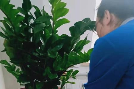 花盆脏了该怎么洗