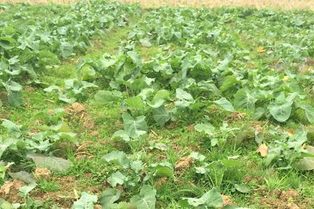 瑞富油808油菜品种亩产多少