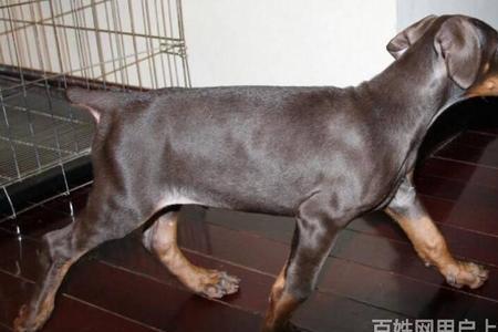 杜宾犬色素重好还是浅好