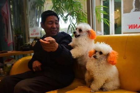 泰迪为什么一见面抱在一起