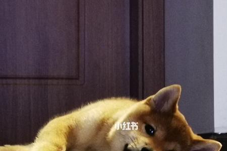 柴犬一天几次大便正常