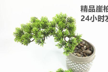 崖柏枯萎掉叶怎么办