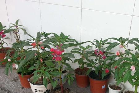 凤仙花能通过小苗辨别颜色吗