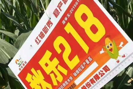 秋乐117玉米种子产量如何