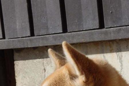 柴犬的脸长是正宗的吗