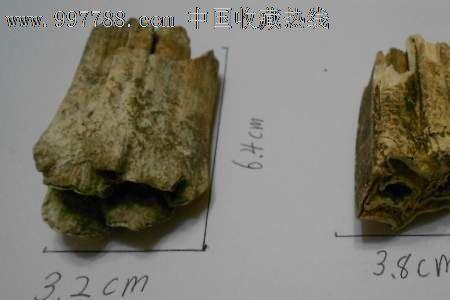 恐龙牙化石哪里鉴定