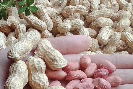 市场上买的花生米能做种子吗